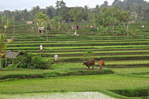 Charmes de Bali