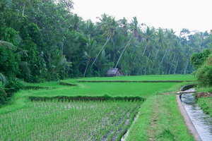La Java des Îles