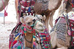 Terres Sacrées De Jordanie