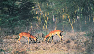 Savanes et plages du Kenya